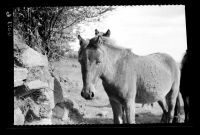 Dartmoor ponies