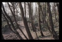 Hembury Hillfort