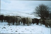 cattle in snow