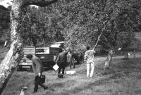 Picking apples in the Lustleigh Orchard during Apple Day