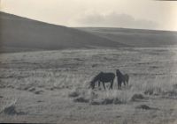 Dartmoor ponies