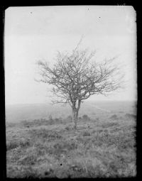 Thorn Tree in Winter