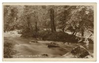 Ivybridge woods