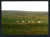 24/41 Aune Head Mires 26/7/1991