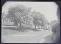 Chestnut trees on village green, Bishops Tawton