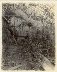 Hele House's Vinery