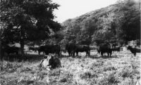 An image from the Dartmoor Trust Archive