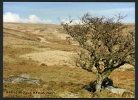 5/4 Above Middle Brook foot north to Bala Brook 7/3/1991