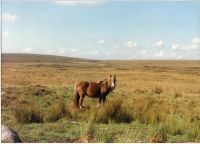 An image from the Dartmoor Trust Archive