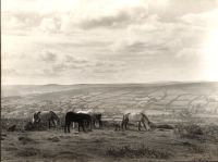 Dartmoor ponies