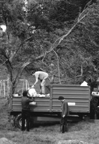 Unloading apples into the trailer on Lustleigh Apple Day