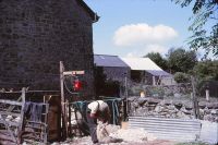 Sheep-shearing near Chagford