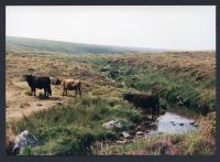 An image from the Dartmoor Trust Archive