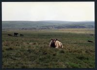 11/43 Broada Marsh towards Row Tor 30/7/1991