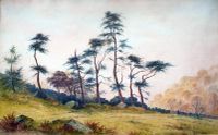 64.  Scots Pines at Water Manaton.tif