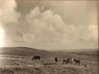 Ponies on Dartmoor