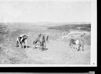 Ponies Dartmoor