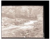 River Dart in Buckland Woods