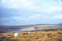 Fernworthy Reservoir