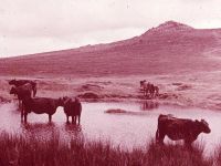 An image from the Dartmoor Trust Archive