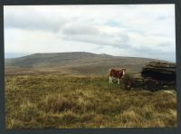 An image from the Dartmoor Trust Archive