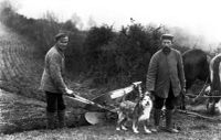 1WW GERMAN PRISONERS OF WAR PLOUGHING AT DENBURY, NEWTON ABBOT