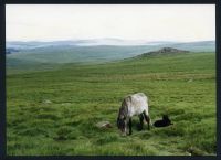 An image from the Dartmoor Trust Archive