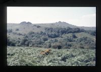 Hound Tor Rocks