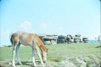 Ponies at Combestone Tor