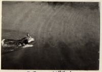 Dog swimming in River Taw