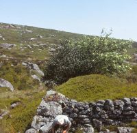 Blowing House above Yealm ?