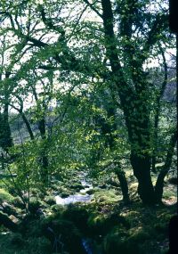 An image from the Dartmoor Trust Archive