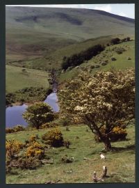 An image from the Dartmoor Trust Archive