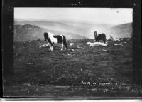 Ponies In Mist