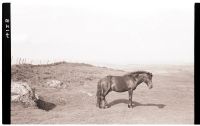 Pony on Brent Hill