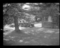 Garden at Stonehedges, the Taylor home in Yelverton