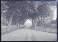  Avenue of trees, Hele, Bradninch