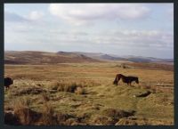 7/56 Hen Tor meadow 10/1993