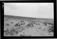 Stone Rows Between East and West Glazebrook