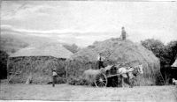 Building hayricks, 1890s