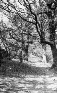 An image from the Dartmoor Trust Archive