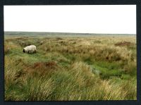 23/41 Aune Head Mires 26/7/1991