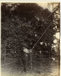 Tree felling, presumably at Hele.