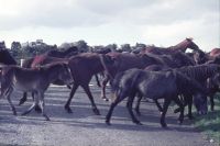 round up ponies