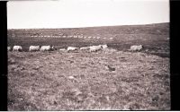 Clearing Sheep From The Ranges, Summer 1941