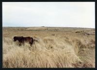 2/22 Below Lower Trowlesworthy Tor 22/4/1994