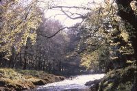 Dart at Holne Bridge