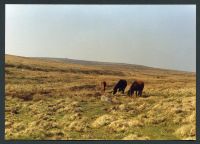 31/19 Near Brockhill stream North East to Pupers 15/4/1991