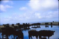 Cattle near Peek Hill