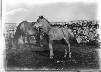 Ponies Dartmoor